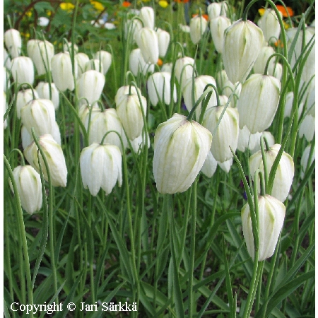 Fritillaria meleagris 'Alba'